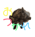 ココと仲間たち（個別スタンプ：6）