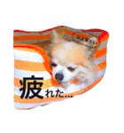 ぴーす★すたんぷ（個別スタンプ：19）