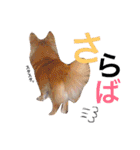 ぴーす★すたんぷ（個別スタンプ：24）