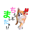 ぴーす★すたんぷ（個別スタンプ：29）