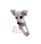ミックス犬花奈①（個別スタンプ：1）