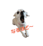 ミックス犬花奈①（個別スタンプ：7）