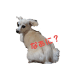 ミックス犬花奈①（個別スタンプ：8）