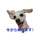 ミックス犬花奈①（個別スタンプ：13）