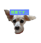 ミックス犬花奈①（個別スタンプ：14）
