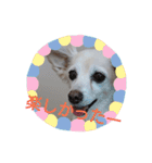 ミックス犬花奈①（個別スタンプ：16）