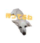 ミックス犬花奈①（個別スタンプ：18）