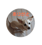 ミックス犬花奈①（個別スタンプ：24）