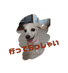 ミックス犬花奈①（個別スタンプ：28）