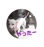 ミックス犬花奈①（個別スタンプ：31）