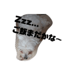 もりもり森 もこもこ（個別スタンプ：1）