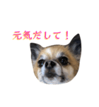 はにこさんときどきまめ太3（個別スタンプ：6）