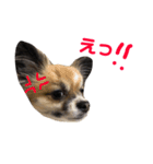 はにこさんときどきまめ太3（個別スタンプ：9）