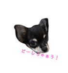 はにこさんときどきまめ太3（個別スタンプ：10）