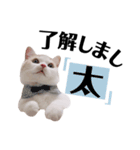 もこ太の一言スタンプ（個別スタンプ：3）