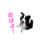 炭屋家の犬達（個別スタンプ：1）