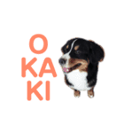 炭屋家の犬達（個別スタンプ：5）