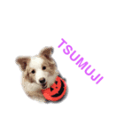 炭屋家の犬達（個別スタンプ：6）
