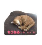 猫のちゃちゃの日常（個別スタンプ：1）