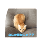 猫のちゃちゃの日常（個別スタンプ：2）