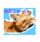 猫のちゃちゃの日常（個別スタンプ：3）