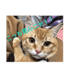 猫のちゃちゃの日常（個別スタンプ：4）