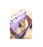 猫のちゃちゃの日常（個別スタンプ：5）