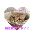 猫のちゃちゃの日常（個別スタンプ：6）