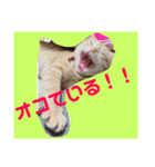 猫のちゃちゃの日常（個別スタンプ：8）