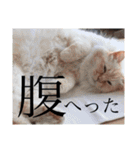 東京子の日常2（個別スタンプ：39）