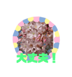 m19flower（個別スタンプ：12）