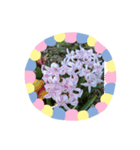 m19flower（個別スタンプ：16）
