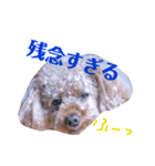 トイプーの可愛い毎日 part 2（個別スタンプ：6）