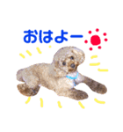 トイプーの可愛い毎日 part 2（個別スタンプ：8）