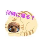 トイプーの可愛い毎日 part 2（個別スタンプ：11）
