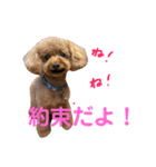 トイプーの可愛い毎日 part 2（個別スタンプ：12）