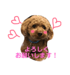 トイプーの可愛い毎日 part 2（個別スタンプ：16）