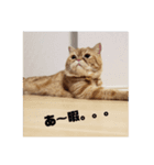 タグニャンず～もなか2（個別スタンプ：3）