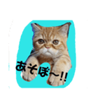 タグニャンず～もなか2（個別スタンプ：4）