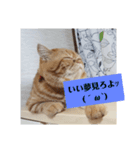 タグニャンず～もなか2（個別スタンプ：6）