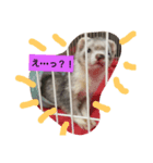 フェレットのモモとリク（個別スタンプ：1）