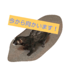 フェレットのモモとリク（個別スタンプ：3）