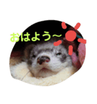 フェレットのモモとリク（個別スタンプ：8）