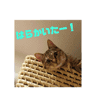 博多弁猫まりん改（個別スタンプ：16）