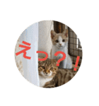 ひこ＆くー 3（個別スタンプ：8）