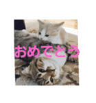 ひこ＆くー 3（個別スタンプ：11）