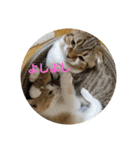 ひこ＆くー 3（個別スタンプ：15）