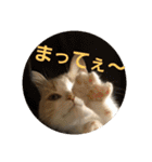 ひこ＆くー 3（個別スタンプ：21）