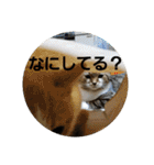 ひこ＆くー 3（個別スタンプ：23）