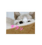 ひこ＆くー 3（個別スタンプ：24）